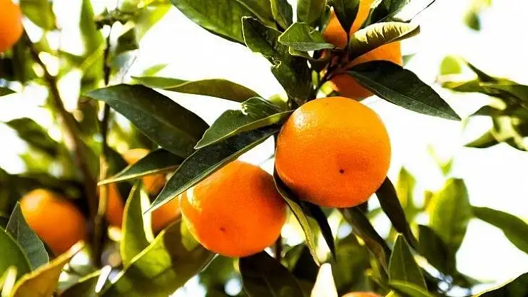 Köyceğiz Belediyesi 120 ton narenciyeyi ihale ile satışa sundu