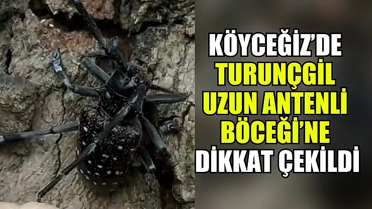 Köyceğiz'de Turunçgil Uzun Antenli Böceği'ne dikkat çekildi