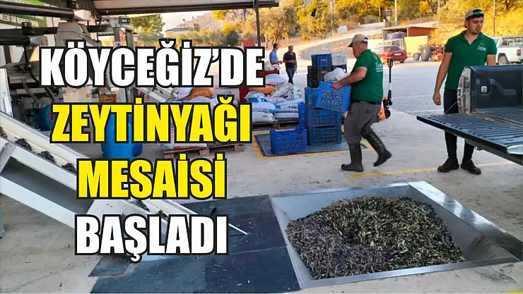 Köyceğiz'de zeytinyağı mesaisi başladı