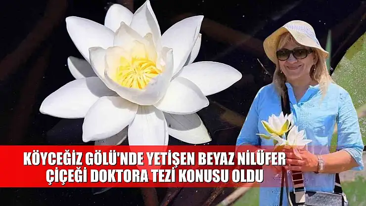 Köyceğiz Gölü'nde yetişen beyaz nilüfer çiçeği doktora tezi konusu oldu