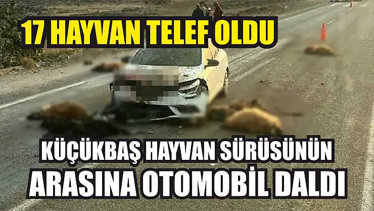 Küçükbaş hayvan sürüsünün arasında otomobil daldı: 17 hayvan telef oldu