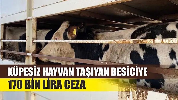 Küpesiz Hayvan Taşıyan Besiciye 170 Bin Lira Ceza