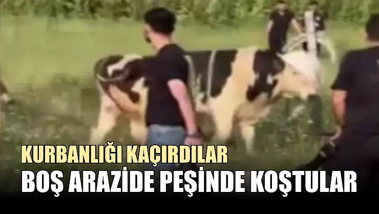 Kurbanlığı kaçırdılar, boş arazide peşinde koştular