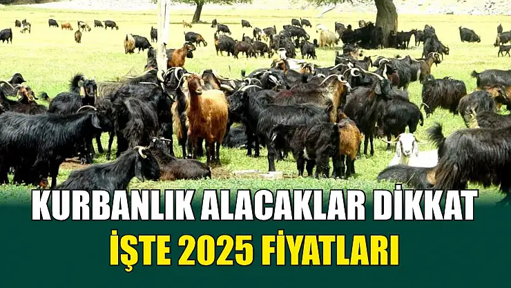 Kurbanlık alacaklar dikkat: İşte 2025 fiyatları
