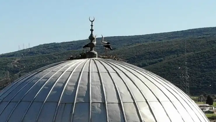 Leylekler bu yıl da yuvalarını kurdu