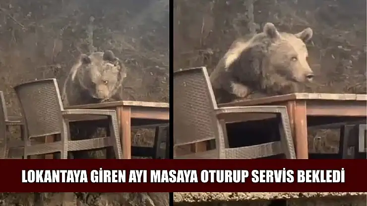 Lokantaya giren ayı masaya oturup servis bekledi