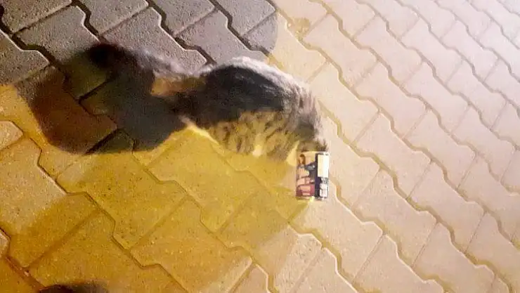 Mama kutusuna kafası sıkışan kediyi itfaiye ekipleri kurtardı