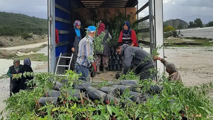 Manisa ve Muğla'dan Azerbaycan'a ceviz ve badem fidanı ihracatı