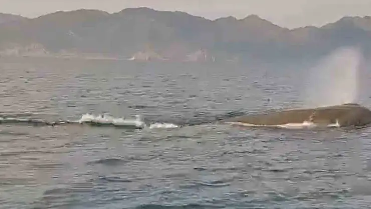 Marmaris açıklarında balina sürprizi