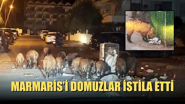 Marmaris'i domuzlar istila etti
