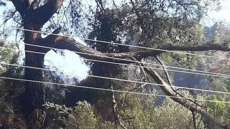 MARMARİS'TE ORMAN YANGINININ ÇIKIŞ SEBEBİ BELLİ OLDU