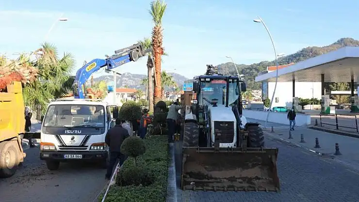 Marmaris'te palmiyeler Ulusal Egemenlik Caddesi'ni süsleyecek