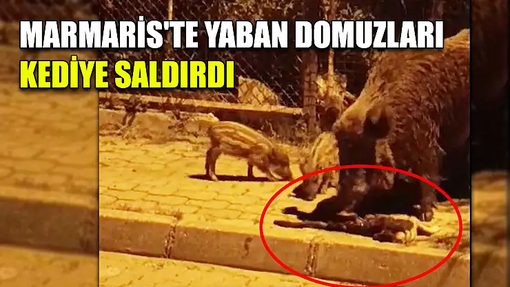 Marmaris'te yaban domuzları kediye saldırdı