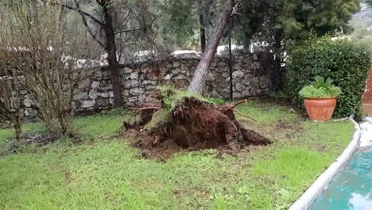 Marmaris'te yağmur ve fırtına ağaçları devirdi