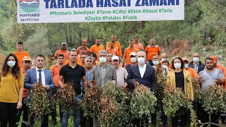 Marmaris'te yer fıstığında ikinci hasat