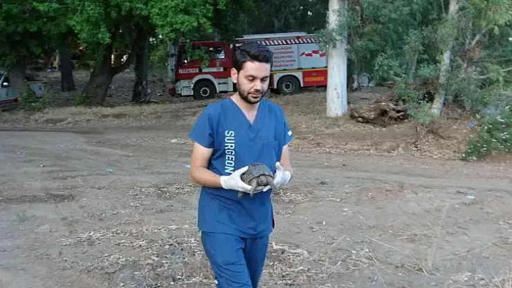 Marmaris'teki yangında dumandan zehirlenen kaplumbağa kurtarıldı