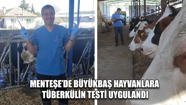 Menteşe'de Büyükbaş Hayvanlara Tüberkülin Testi Uygulandı