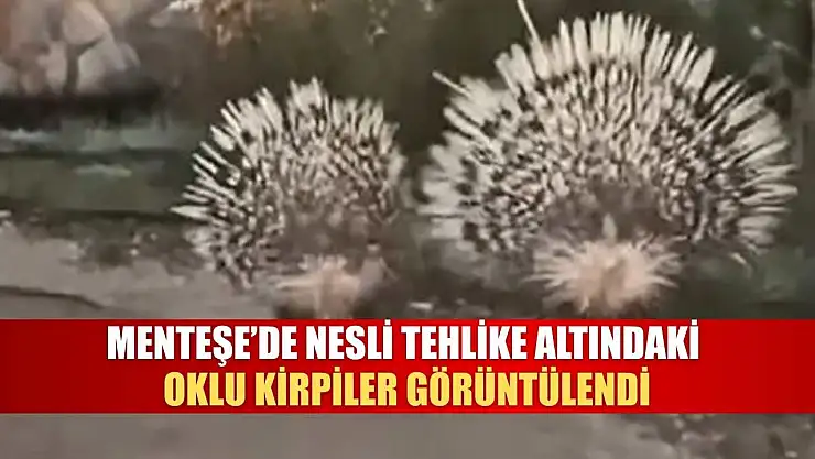Menteşe'de Nesli Tehlike Altındaki Oklu Kirpiler Görüntülendi