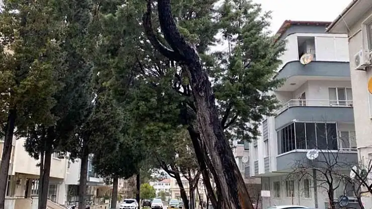Menteşe'de tehlike arz eden ağaçlar kesiliyor