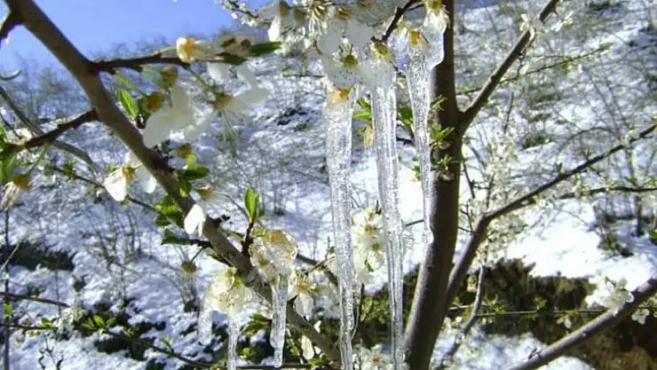 METEOROLOJİDEN 'ZİRAİ DON' UYARISI