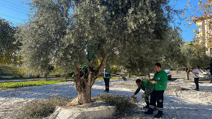 Milas Belediyesi park ve yeşil alanlarda zeytin hasadına devam ediyor