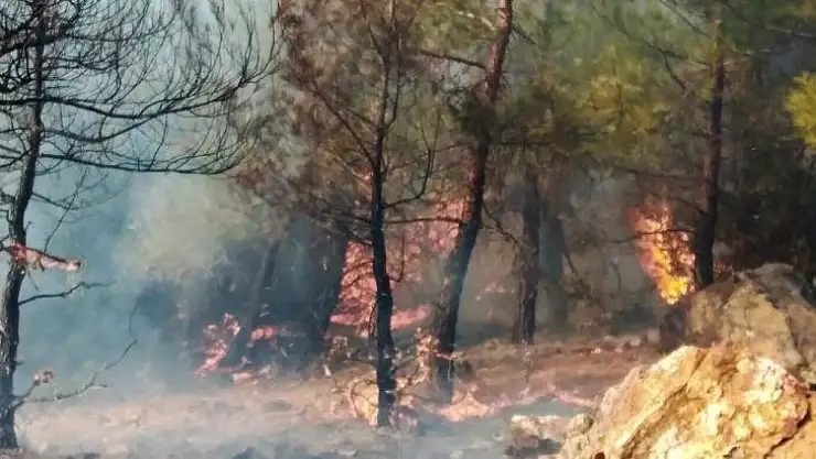 Milas Ören'de orman yangını başladı