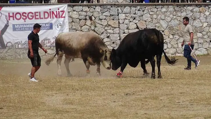 Milas'ta boğa güreşleri nefes kesti