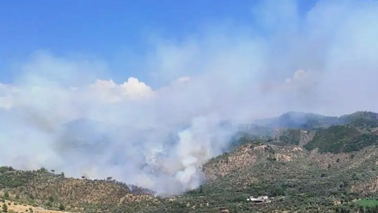 Milas'ta orman yangını