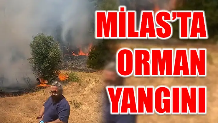 Milas'ta Orman Yangını