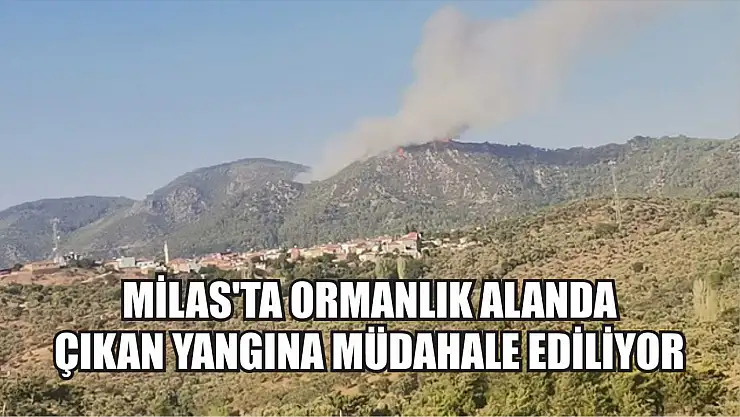 Milas'ta ormanlık alanda çıkan yangına müdahale ediliyor
