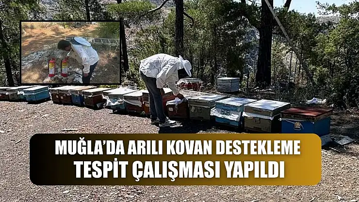Muğla'da arılı kovan destekleme tespit çalışması yapıldı
