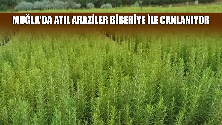 Muğla'da atıl araziler biberiye ile canlanıyor