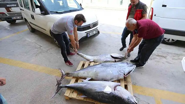 MUĞLA'DA AVLANMASI YASAK OLAN 3 ADET MAVİ YÜZGEÇLİ ORKİNOS BALIĞI ELE GEÇİRİLDİ