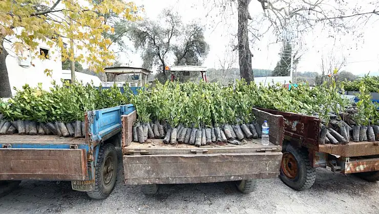 Muğla'da Defne bahçeleri kuruluyor