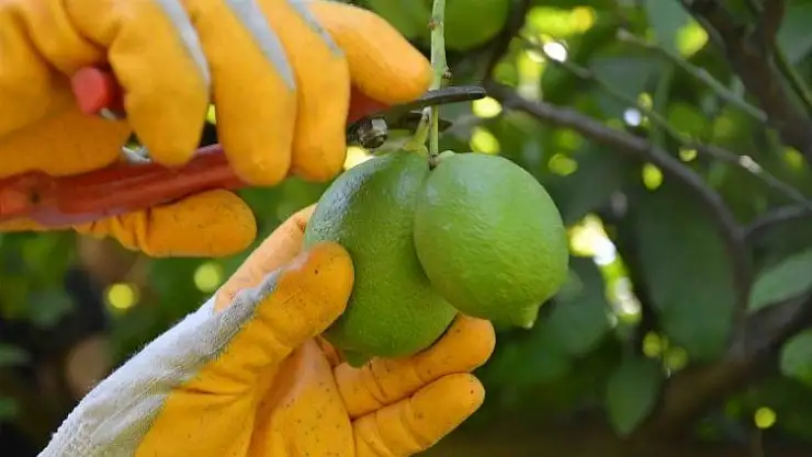 Muğla'da narenciye hasadı başladı