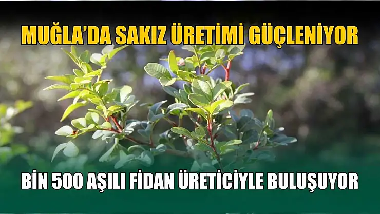 Muğla'da sakız üretimi güçleniyor, bin 500 aşılı fidan üreticiyle buluşuyor