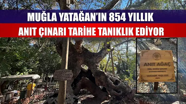 Muğla Yatağan'ın 854 Yıllık Anıt Çınarı Tarihe Tanıklık Ediyor