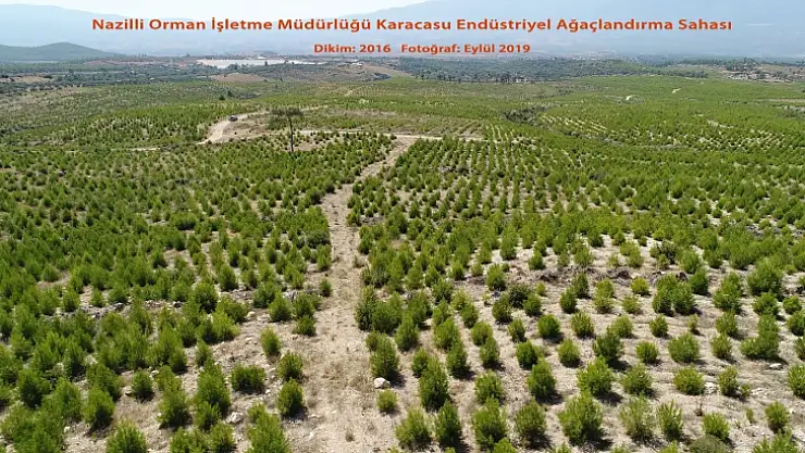 Muğla'da Endüstriyel Ağaçlandırma çalışmaları başladı 
