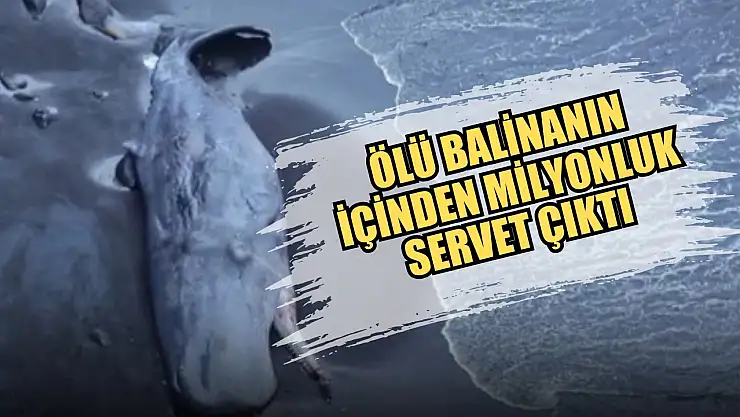 Ölü balinanın içinden milyonluk servet çıktı