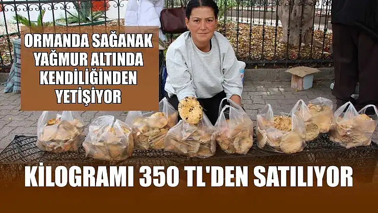 Ormanda sağanak yağmur altında kendiliğinden yetişiyor, kilogramı 350 TL'den satılıyor