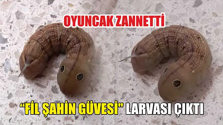 Oyuncak zannetti 'Fil Şahin Güvesi' larvası çıktı