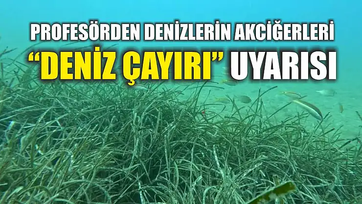 Profesörden denizlerin akciğerleri 'deniz çayırı' uyarısı