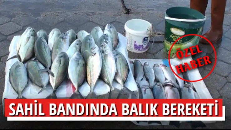 SAHİL BANDINDA BALIK BEREKETİ