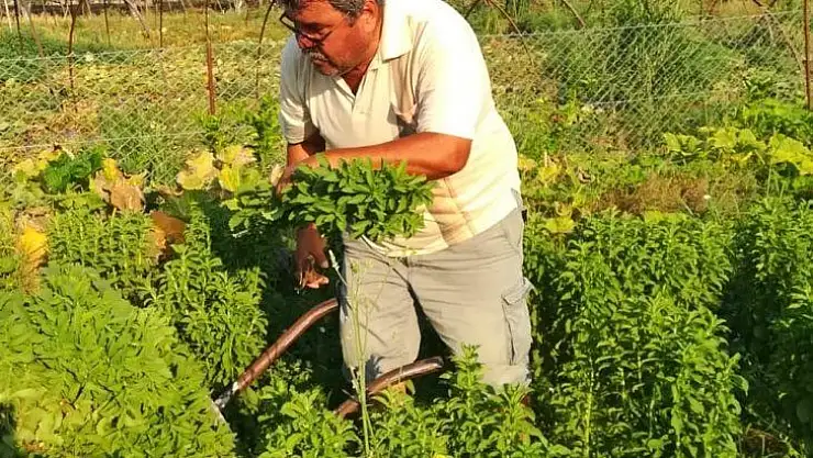 'Şeker Otları' Çiftçinin Cebini Tatlandıracak
