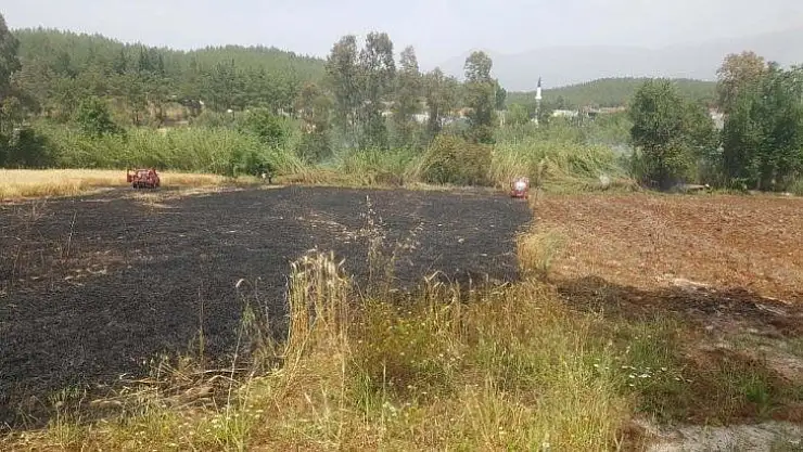 Seydikemer'de 4 dönüm buğday yandı