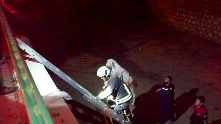 Seydikemer'de kanala düşen keçiyi itfaiye kurtardı