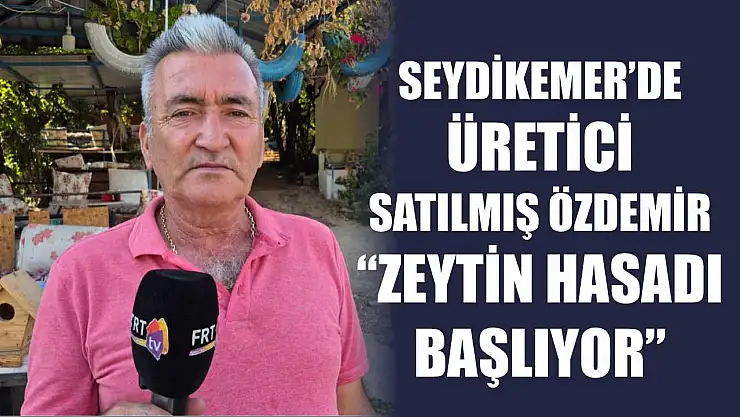 Seydikemer'de Üretici Satılmış Özdemir: 'Zeytin Hasadı Başlıyor'