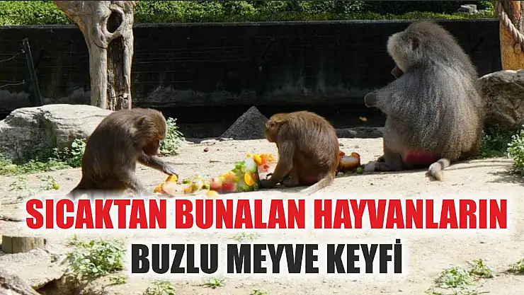 Sıcaktan bunalan hayvanların buzlu meyve keyfi