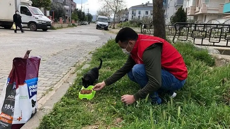 Sokak hayvanları için kuru mama dağıtıldı