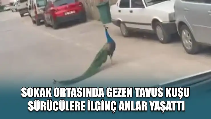 Sokak ortasında gezen tavus kuşu sürücülere ilginç anlar yaşattı